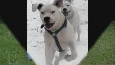Dogo Argentino Cinsi Köpek