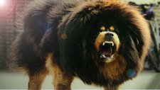 Dünyanın En Pahalı Köpeği - Tibet Mastifi