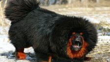 Eşi Benzeri Olmayan - Tibet Mastifi