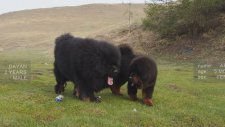 Milyon dolarlık köpekler: Tibet Mastifi
