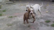 Pitbull ve Dogo Argentino Kapışması!