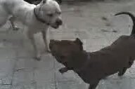 Pitbull vs Dogo Argentino