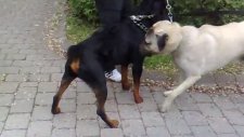 Rottweiler ve Kangal Köpeğinin Kapışması