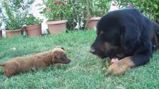 Tibet Mastifi ; Köpeklerin Atası , En Zeki ve Heybetli Köpek