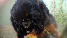 Tibet Mastifini Merak Edenler İçin! (Video)