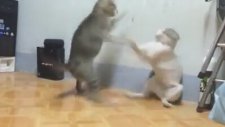 Kung-fu Yapan Kediler