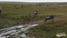 Dişisine Nasıl Avlanılacağını Öğreten Erkek Aslan