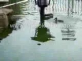 balıkları besleyen ördek yavrusu