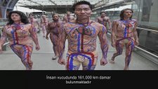 İnsan Vucudu Hakkında Bilmedikleriniz