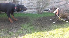 Rottweiler ve Pitbull Güç Denemesi
