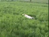 Lizandan Ferma Videoları