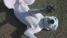 Arjantin Dogo vs Pitbull & Bull terrier