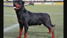 Arjantin Dogo vs Rottweiler