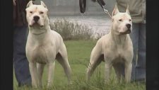 Arjantin Dogo vs Sanglier et Puma