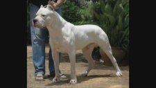 Avcılık Konusunda Profesyonel Köpek - Arjantin Dogo