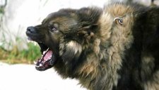 Kafkas Çoban Köpeği Bilgileri