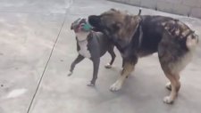 Kafkas Çoban Köpeği ve Pitbull Atışması