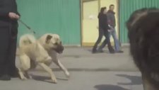 Kangal ve Kafkas Köpeği'nin Atışması!