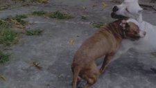 Dogo Argentino İzle - Hayvanlar Videoları | İzlesene.com