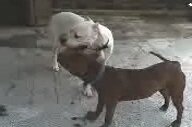 Pitbull Y Arjantin Dogo Kapışması