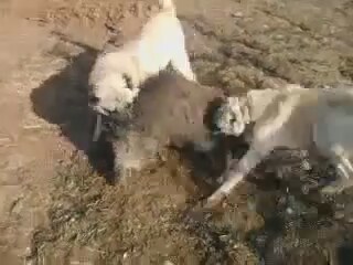 Kangal Kopeklerinin Domuz Avi Izlesene Com