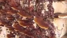 Kırmızı Reishi Mantarı (Ölümsüzlük Mantarı) Nedir?