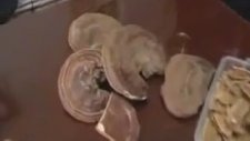 Kırmızı Reishi Mantarının Faydaları ve Kullanımı Zararları Yetiştiriciliği