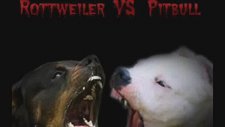 Rottweiler vs Pitbull - Dövüş