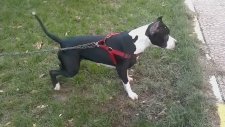 American Pitbull Terrier Şila