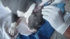 Pitbull Kulak Kesimi