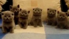 Aynı Anda Kafalarını Sallayan Sevimli Yavru Scottish Fold Kedileri