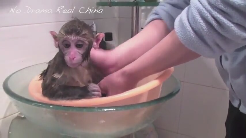 Песня бэтмен купание обезьяны. Купание обезьянок в тазу. Обезьяну купают в кипятке видео. Видео как купают обезьянку с ее детенышем.