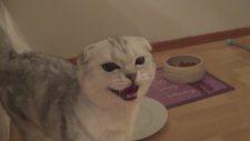 Çılgın Aç Scottish Fold Kedi