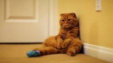 Hayatın Zevkini Yaşayan Scottish Fold Kedisi