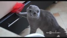İzlendiğini Anlayınca Yaptığından Utanan Scottish Fold Kedi