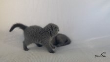 Minnoş Yavru Scottish Fold Kedilerinin Sevimli Oyunları