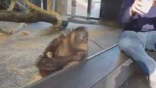 Orangutanın Sihir Gösterisine Verdiği Tepki