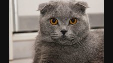 Scottish Fold Iırkı Kedi Almadan Önce Bilmeniz Gerekenler