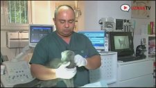Scottish Fold Kedilerin Özellikleri Nelerdir?