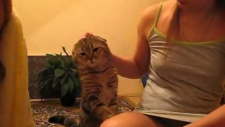 Sevimli Scottish Fold Kedi Kıza Patisiyle Onu Sevmesini İstiyor