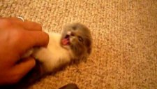 Sevimli Yavru Minnoş Scottish Fold Kedisi