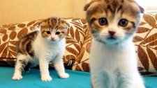 Şimdiye Kadarki En Şirin Scottish Fold İkiz Kedileri