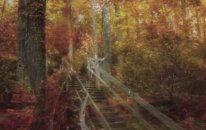 Brian Crain - A Walk in The Forest