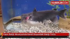 Yayın Balığı Akvaryumda Kendi Boyundaki Balığı Yuttu