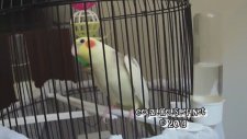 Sultan Papağanı Sesleri ve Ötüşü