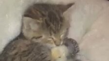 kedi yavrusu ve civcivin dostluğu