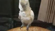 ruh hastası papağan gangnam style ile coştu