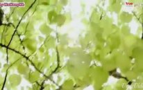 Yeni Kore Klipleri Mv Ask İcin