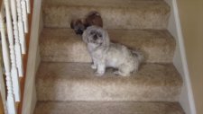 Shih Tzu Yavrularının Merdivenle İmtihanı