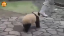 Bakıcısının peşini bırakmayan yavru panda